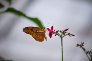 _CAT5079_1200px